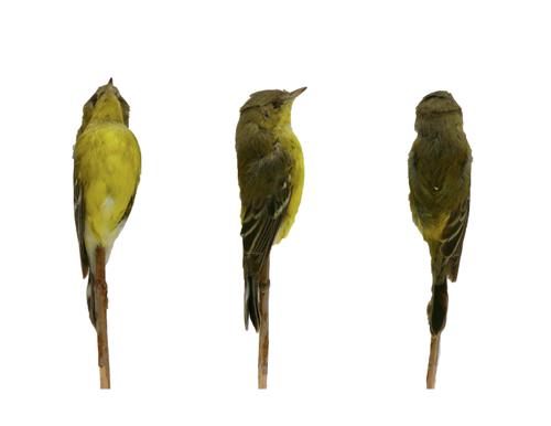 Magnolia Warbler